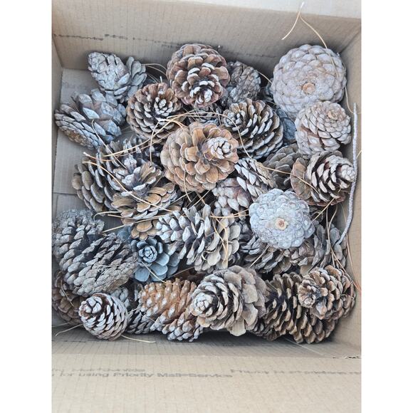 50 assorted pine cones - Picture 1 of 5